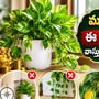 మనీ ప్లాంట్ విషయంలో ఈ 5 తప్పులు చేయకండి.. వాస్తు ప్రకారం ముఖ్యమైన నియమాలు!