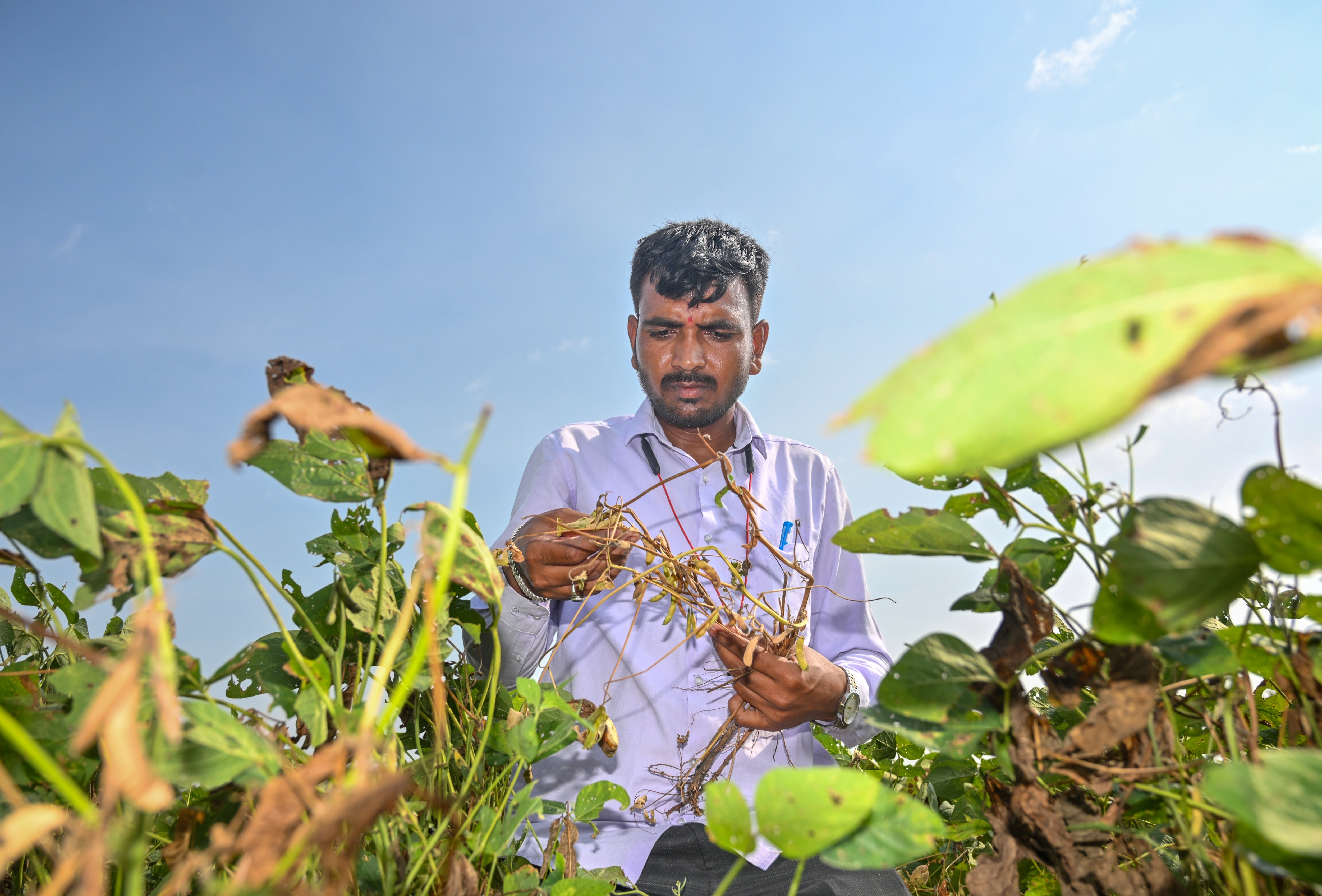Sangappa Kapse, who owns four acres of farmland, invested  ₹4.5 lakh in soybean and cotton, now destroyed by drought.