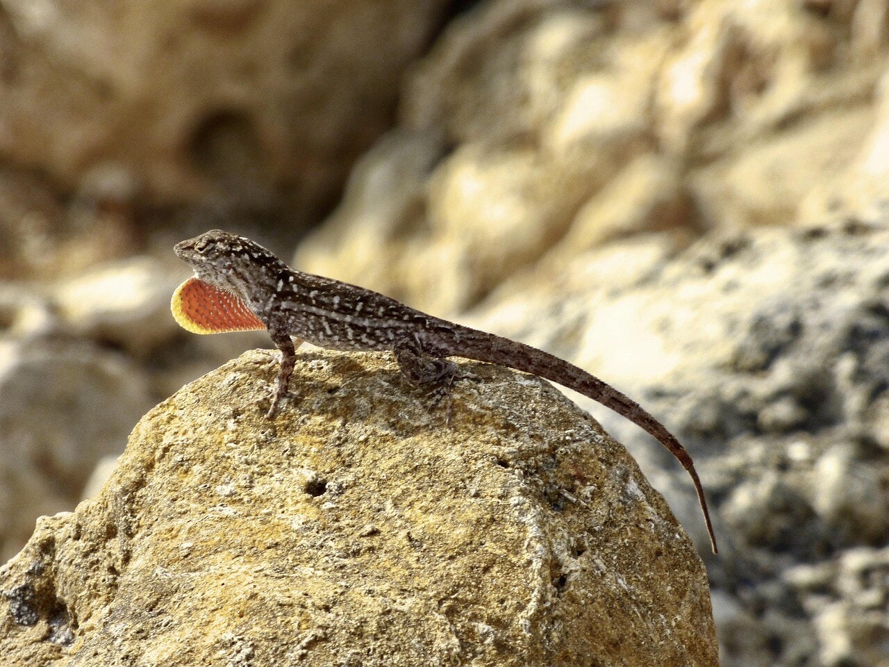 Research on the lizards shows rapid adaptation and the founder effect within four years due to environmental changes. (Representational/Pixabay) Research on the lizards shows rapid adaptation and the founder effect within four years due to environmental changes. (Representational/Pixabay)