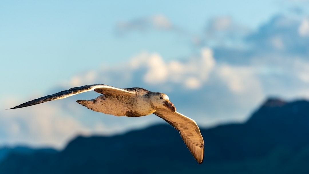 Marion Island's petrel populations increased by 56% since 1979 after cat eradication, but recovery varied among species due to mouse predation. This finding emphasizes that pest removal, initially aimed at mice, led to unexpected ecological consequences for seabirds. (Representational/Unsplash) Marion Island's petrel populations increased by 56% since 1979 after cat eradication, but recovery varied among species due to mouse predation. This finding emphasizes that pest removal, initially aimed at mice, led to unexpected ecological consequences for seabirds. (Representational/Unsplash)