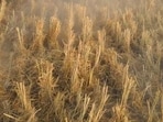 Ahead of the paddy harvesting season, the Bathinda district authorities have chalked out a plan to manage the almost entire paddy biomass stock of 8.5 lakh tonnes to be produced this year. (HT file)