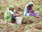 Elderly women play a critical role to the Indian economy through their paid and unpaid care work. They are engaged in agriculture, petty production, and informal jobs. They also spend nearly 20 hours per week caring for their grandchildren, husbands, and disabled or dependent family members. (Shutterstock)