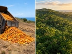 In Costa Rica, orange peel waste from a juice factory boosted forest regrowth on degraded pasture.