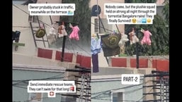 Bengaluru rain leaves 'plushie squad' drenched on terrace, internet follows their 10-hour ordeal: 'Warriors ❤️'