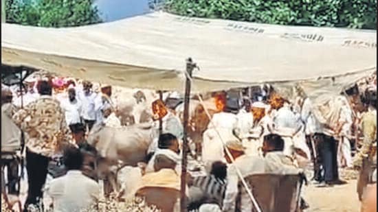 Farmers in drought-hit Marathwada forced to sell cattle at low prices