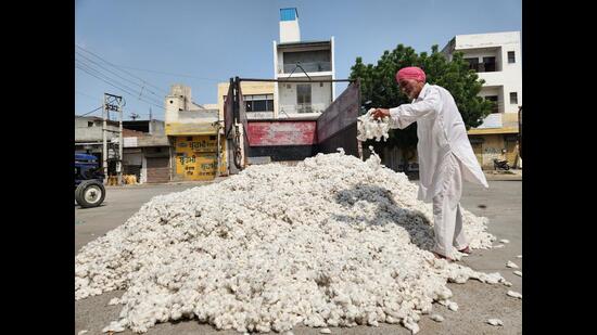 These centres have been connected with 25 cotton ginning factories. (HT)