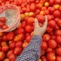 పెరిగిన టమాటా ధర