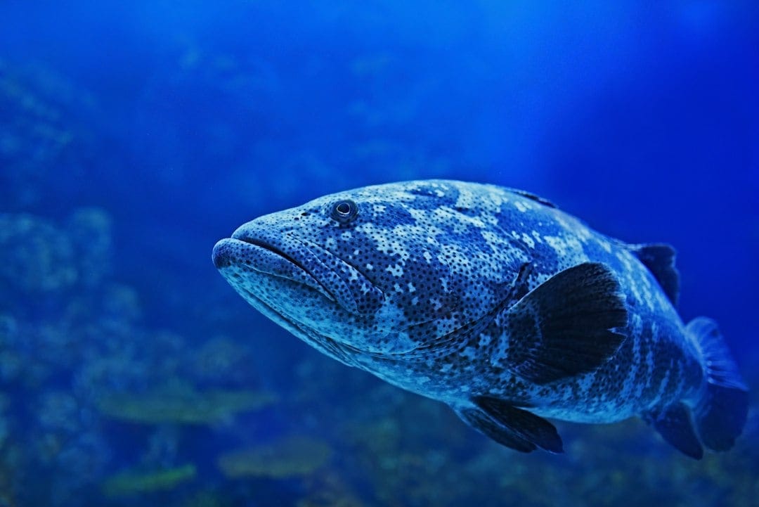 Grouper like this one are attracted to artificial reefs, which give them shelter and a food web to feed on. (Representational/Unsplash) Grouper like this one are attracted to artificial reefs, which give them shelter and a food web to feed on. (Representational/Unsplash)