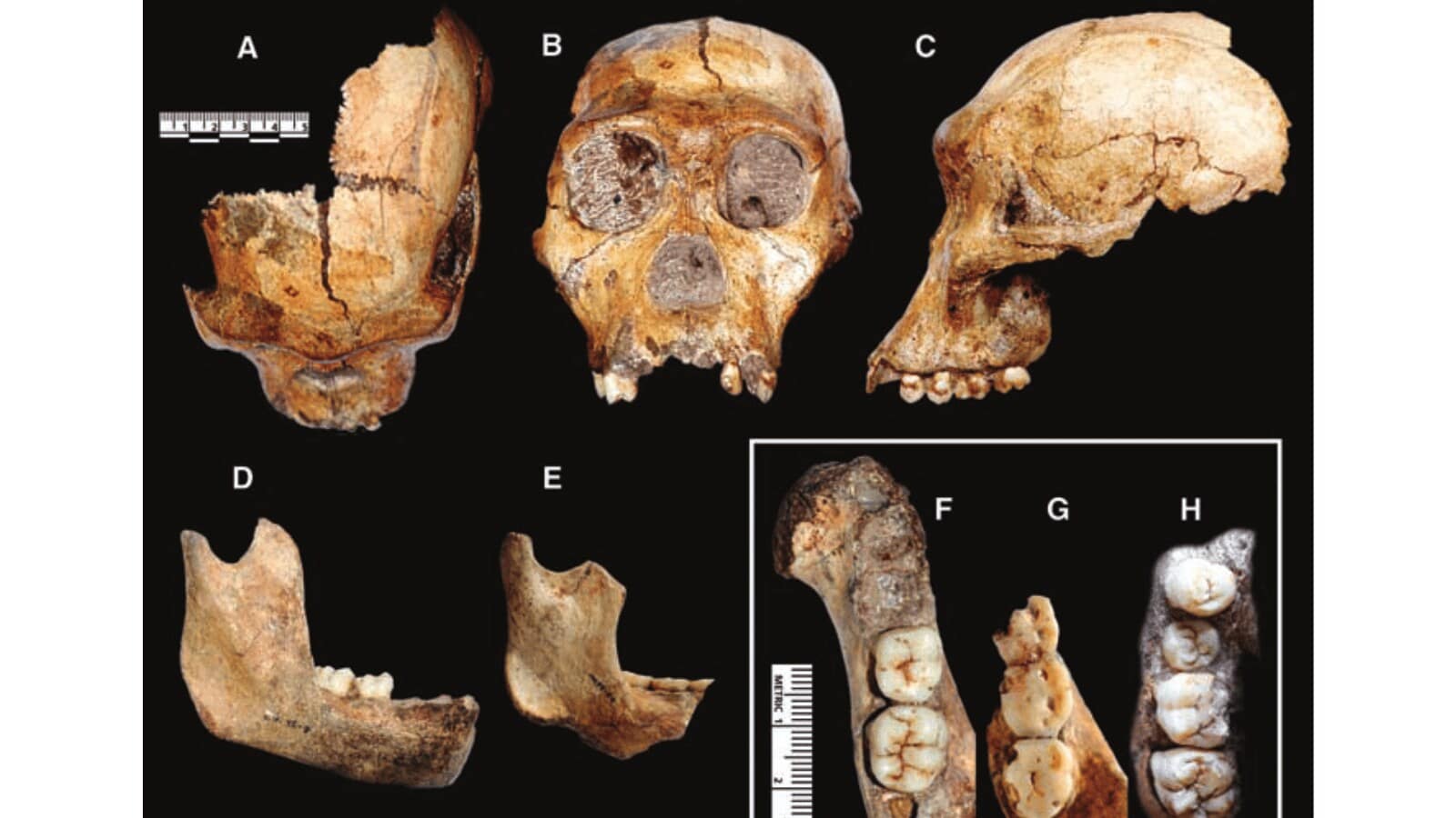 The discovery of Australopithecus sediba fossils has clarified human evolution timelines. An age range of 1.95 to 1.78 million years is established through detailed geological analysis and associated animal fossils, positioning it as a potential ancestor to the Homo genus. (Berger, Lee & Ruiter, Darryl & Churchill, Steven & Schmid, Peter & Carlson, Kristian & Dirks, Paul & Kibii, Job. (2010). Australopithecus sediba : A New Species of Homo -Like Australopith from South Africa. Science. 328. 195-204. 10.1126/science.1184944. ) The discovery of Australopithecus sediba fossils has clarified human evolution timelines. An age range of 1.95 to 1.78 million years is established through detailed geological analysis and associated animal fossils, positioning it as a potential ancestor to the Homo genus. (Berger, Lee & Ruiter, Darryl & Churchill, Steven & Schmid, Peter & Carlson, Kristian & Dirks, Paul & Kibii, Job. (2010). Australopithecus sediba : A New Species of Homo -Like Australopith from South Africa. Science. 328. 195-204. 10.1126/science.1184944. )