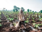 (Right) A farmer scatters fertiliser on a banana field in Nashik. Convincing farmers that cheaper urea is not necessarily better urea will not be easy. The aim should be to protect farm incomes while encouraging a more balanced use of nutrients. (Shutterstock)