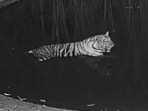 “Three more tigers will be released in the BTR in the next two months,” Adhikari said. (ANI)