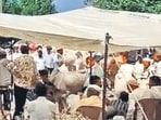 Farmers in drought-hit Marathwada forced to sell cattle at low prices