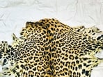 Two held with leopard skin as DRI cracks inter-state wildlife trafficking network