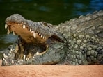 An Indonesian man created an AI-generated image of a crocodile he claimed to have seen at Pandan Reservoir. (Representational image). (Unsplash)