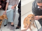 Balenciaga’s latest Paris show came with an adorable front-row regular: Miranda, Piccioli’s rescue dog. 