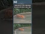 Watch: 3-Year-Old Royal Bengal Tigress Released In West Bengal's Buxa Reserve  | HT India