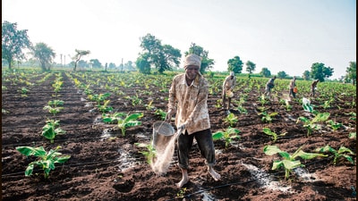 (Right) A farmer scatters fertiliser on a banana field in Nashik. Convincing farmers that cheaper urea is not necessarily better urea will not be easy. The aim should be to protect farm incomes while encouraging a more balanced use of nutrients. (Shutterstock) (Right) A farmer scatters fertiliser on a banana field in Nashik. Convincing farmers that cheaper urea is not necessarily better urea will not be easy. The aim should be to protect farm incomes while encouraging a more balanced use of nutrients. (Shutterstock)