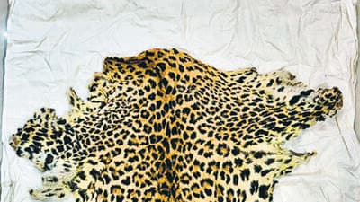 Two held with leopard skin as DRI cracks inter-state wildlife trafficking network Two held with leopard skin as DRI cracks inter-state wildlife trafficking network