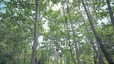 Delhi’s Northern Ridge will get reserved forest status for 277.56 acres under Section 20 of the Indian Forest Act, 1927, the government said. Delhi’s Northern Ridge will get reserved forest status for 277.56 acres under Section 20 of the Indian Forest Act, 1927, the government said.