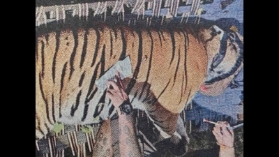 Rescued Tigress (Sourced)