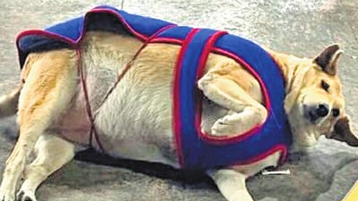 Gola had been a front-runner for much of the competition and stayed on the ballot despite demands that posthumous candidates should have been removed. (Fat Dogs of Delhi official website) Gola had been a front-runner for much of the competition and stayed on the ballot despite demands that posthumous candidates should have been removed. (Fat Dogs of Delhi official website)