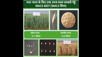 These varieties are specifically bred for climate resilience, both for timely sowing and late sowing in the sugarcane belt, as well as for superior nutrition through higher protein, zinc and iron. (HT PHOTO) These varieties are specifically bred for climate resilience, both for timely sowing and late sowing in the sugarcane belt, as well as for superior nutrition through higher protein, zinc and iron. (HT PHOTO)