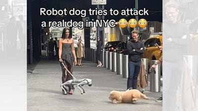 Videos of robot dogs going rogue make us feel smug. (INSTAGRAM/@TRWLSH) Videos of robot dogs going rogue make us feel smug. (INSTAGRAM/@TRWLSH)