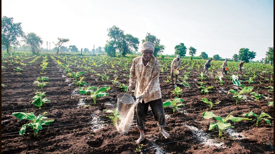 (Right) A farmer scatters fertiliser on a banana field in Nashik. Convincing farmers that cheaper urea is not necessarily better urea will not be easy. The aim should be to protect farm incomes while encouraging a more balanced use of nutrients. (Shutterstock)