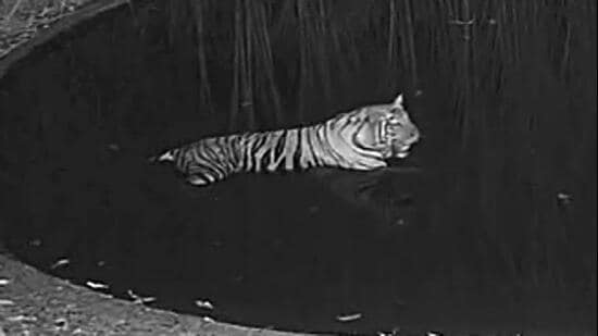 “Three more tigers will be released in the BTR in the next two months,” Adhikari said. (ANI)