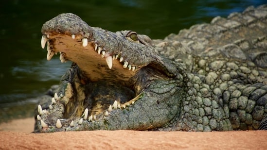 An Indonesian man created an AI-generated image of a crocodile he claimed to have seen at Pandan Reservoir. (Representational image).