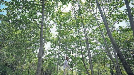 Delhi’s Northern Ridge will get reserved forest status for 277.56 acres under Section 20 of the Indian Forest Act, 1927, the government said.