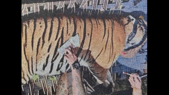 Rescued Tigress (Sourced)