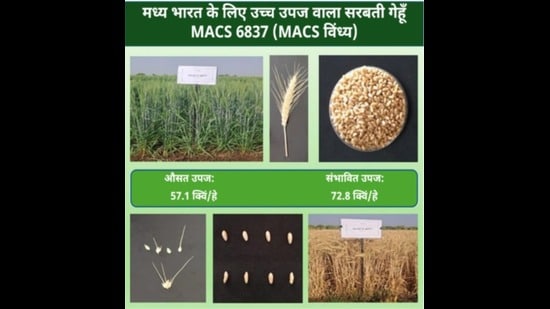 These varieties are specifically bred for climate resilience, both for timely sowing and late sowing in the sugarcane belt, as well as for superior nutrition through higher protein, zinc and iron. (HT PHOTO)