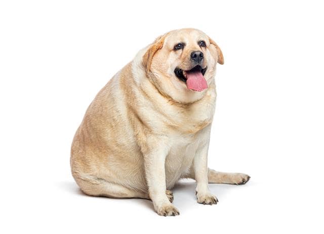 We’re rooting for all the chonkers in the @FatDogsOfDelhi competition. (SHUTTERSTOCK) We’re rooting for all the chonkers in the @FatDogsOfDelhi competition. (SHUTTERSTOCK)