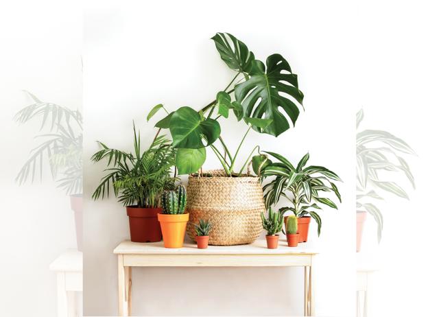 Greenery can liven up any room. (ADOBE STOCK) Greenery can liven up any room. (ADOBE STOCK)