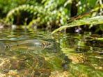 A tiny fish brought to Hawaii in 1905 to fight mosquitoes is now linked to declines in native damselflies.(AI-generated/ChatGPT)