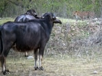 Leopard versus buffaloes at Rajaji. (DR KULDIP JASWAL)