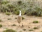 Ten captive-bred Great Indian Bustards will be considered for release in Jaisalmer