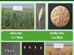 These varieties are specifically bred for climate resilience, both for timely sowing and late sowing in the sugarcane belt, as well as for superior nutrition through higher protein, zinc and iron. (HT PHOTO)