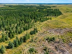 A study indicates that simply removing trees from prairie land in Manitoba does not ensure ecological recovery.