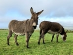 Since 2014, 18 rescued donkeys have worked as a wildfire-prevention team near Doñana National Park, grazing up to seven hours a day.