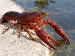 The red swamp crayfish, once introduced for farming purposes, has become an ecological invader in Europe.(AI-generated/ChatGPT)