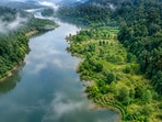  2026 study from China reveals that trees planted in 2003 achieved only 19% to 30% of the biodiversity of nearby rainforests after 20 years.(AI-generated/ChatGPT)