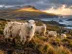 After sheep were left to their own devices on Campbell Island in 1931, they adapted by growing double fleeces and breeding earlier.