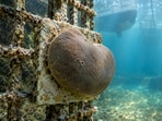 In a Spanish marina study, the chicken kidney sponge outperformed others, surviving 455 days in pollution-heavy waters.