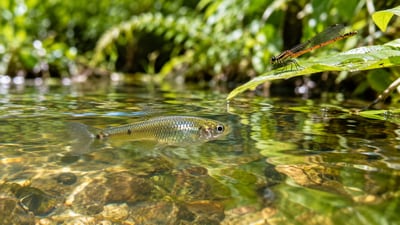 A tiny fish brought to Hawaii in 1905 to fight mosquitoes is now linked to declines in native damselflies. (AI-generated/ChatGPT) A tiny fish brought to Hawaii in 1905 to fight mosquitoes is now linked to declines in native damselflies. (AI-generated/ChatGPT)