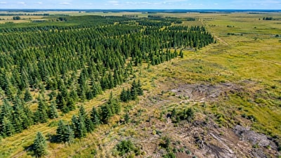 A study indicates that simply removing trees from prairie land in Manitoba does not ensure ecological recovery. A study indicates that simply removing trees from prairie land in Manitoba does not ensure ecological recovery.