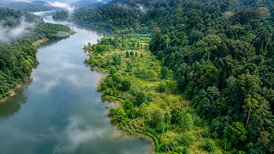 2026 study from China reveals that trees planted in 2003 achieved only 19% to 30% of the biodiversity of nearby rainforests after 20 years. (AI-generated/ChatGPT)