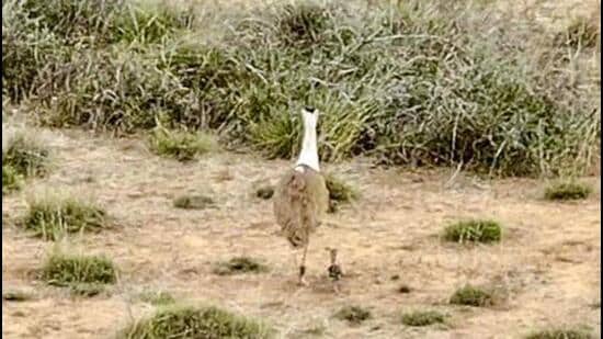 Ten captive-bred Great Indian Bustards will be considered for release in Jaisalmer