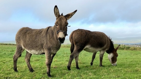 Since 2014, 18 rescued donkeys have worked as a wildfire-prevention team near Doñana National Park, grazing up to seven hours a day.(Representational/Unsplash)
